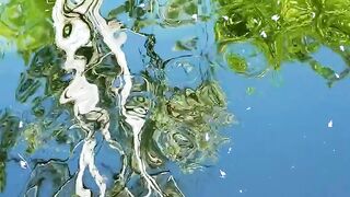 Tree reflected in a pond - adalinetv