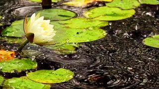 White lotus flower in a pond with floating leaves - AdalineTV