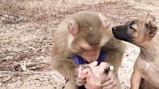Funny monkey observing a chicken