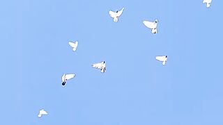 Beautiful pigeons Flying