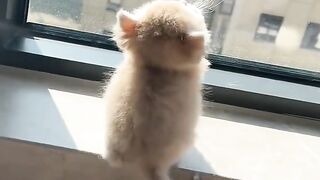 kitten looking up