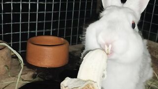 Feeding Rabbit