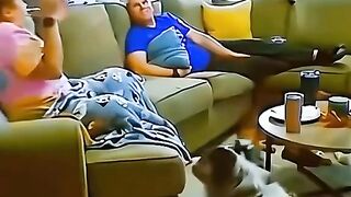 Dog funny