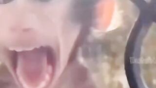 Funny animal videos ...