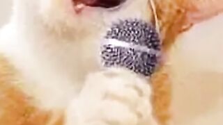 Meowsic