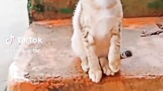 VID-20240414-WA0009.