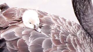 The little swan hides on his mother's back.its so cute!