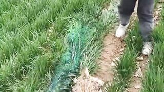Peacock , eggs and women