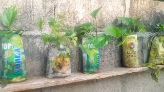 Embellish walls with plants