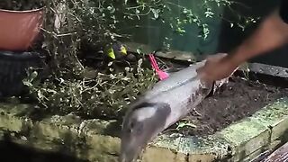 Nearly Impenetrable Alligator Gar Skin