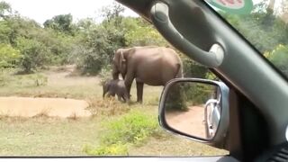 Elephant mom kicks a crocodile out of her pool