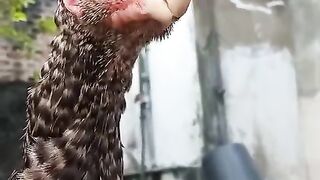 The parrot beak female