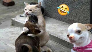 Funniest Cats And Dogs Videos ???? - Best Funny Animal Videos 2024 ????#14