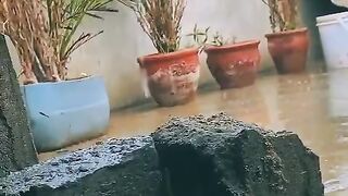 Rainy