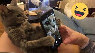 Funniest Cats And Dogs Videos ???? - Best Funny Animal Videos 2024 ????#12