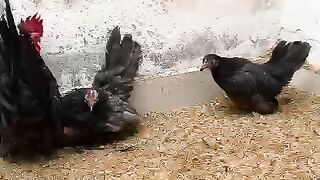 Turkey ll a country and bird