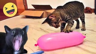 Funniest Cats And Dogs Videos ???? - Best Funny Animal Videos 2024 ????#11