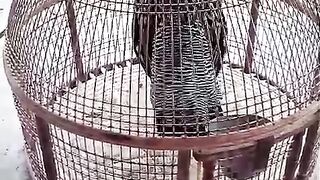 The cage of two birds