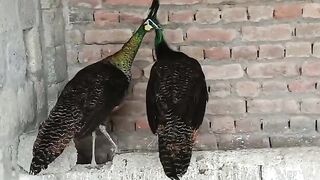 The birds sitting