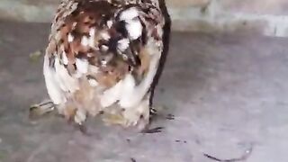 Sok bad niyata di