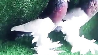 Megpie birds