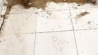 The big birds ll flour ll floor