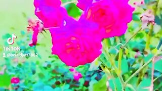 Song Attif Aslam