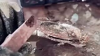 Rare Tahitian Pearl Extraction (Without Damaging the Oyster)