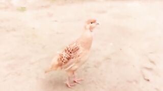 A bird running