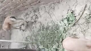 The bird and birds
