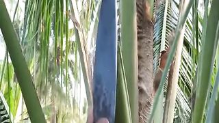 Coconut