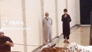 Funny video