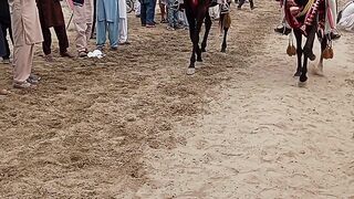 Horse Dance