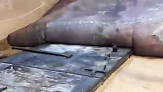 عجل مشوي