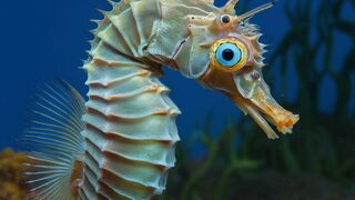 Discover the Most Surprising and Spellbinding Animal Facts!