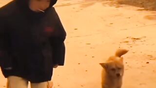 الكلب يرقص مع الطفل