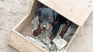 Doberman puppy
