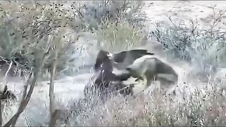 Eagle huntting