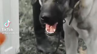 DOG HONSET