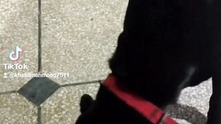 SP OF DOG