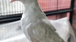 Mayo aviary