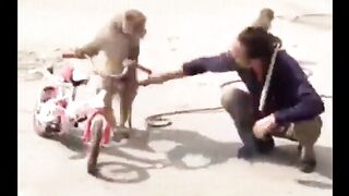 Funniest Monkey  -  cute and funny monkey video