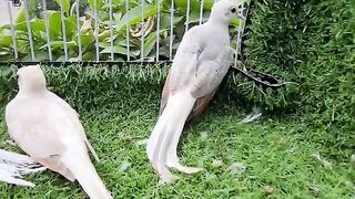 Dove bards beauti
