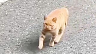 Funny cat