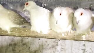 Dove bards