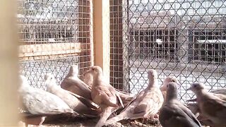 Pide dove lover's