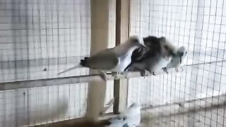 Pide dove lover's