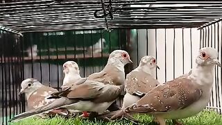 D. Pide dove beauti