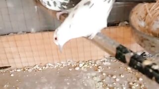 My dove bards