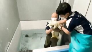 Baby seal introduced to water for the first time..????????